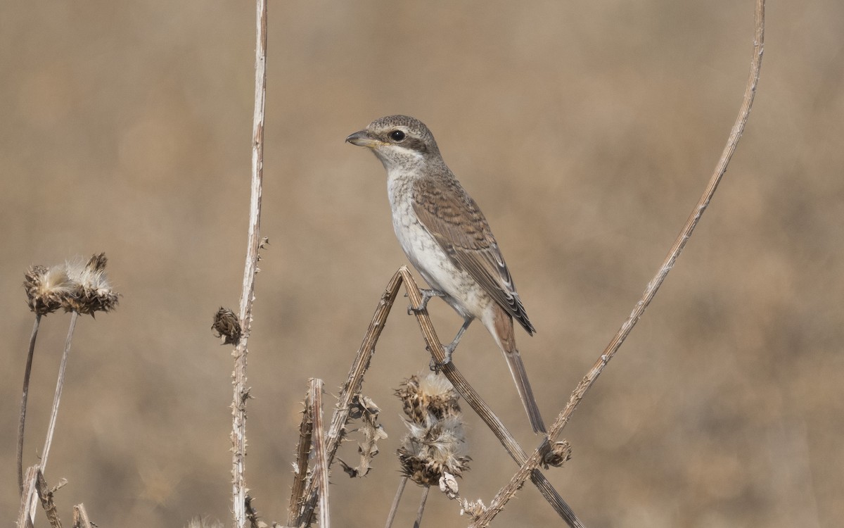 Red-backed Shrike - ML630830982