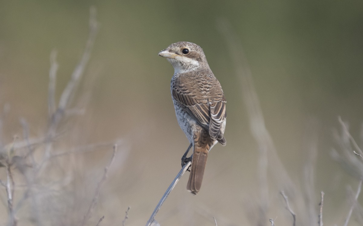 Red-backed Shrike - ML630831014