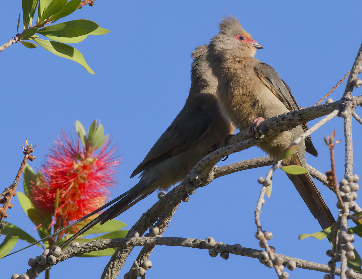 Red-faced Mousebird - Johan Schultz