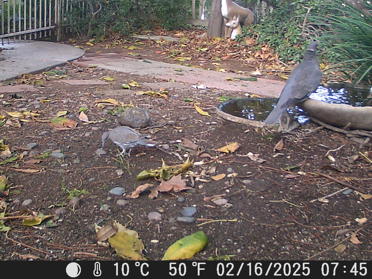 White-winged Dove - ML630831323