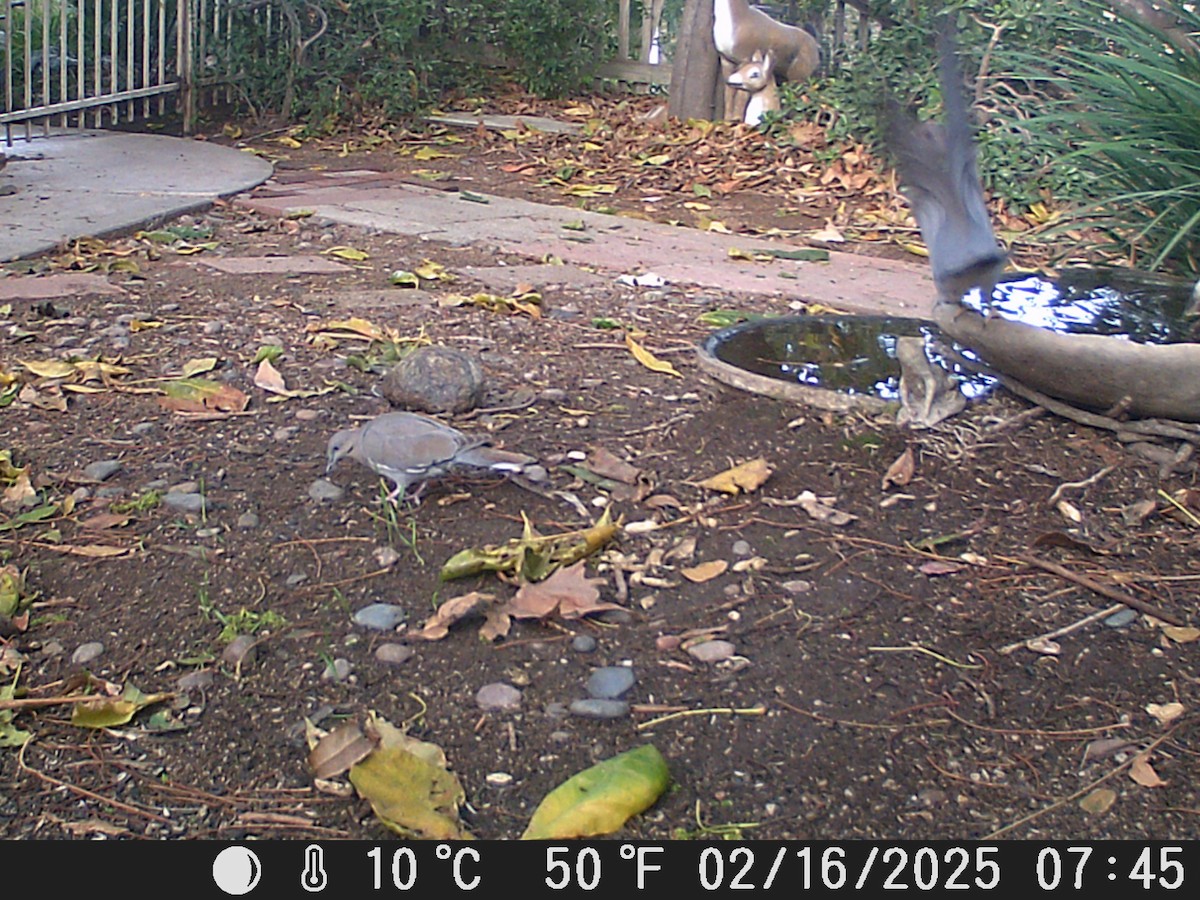 White-winged Dove - ML630831324