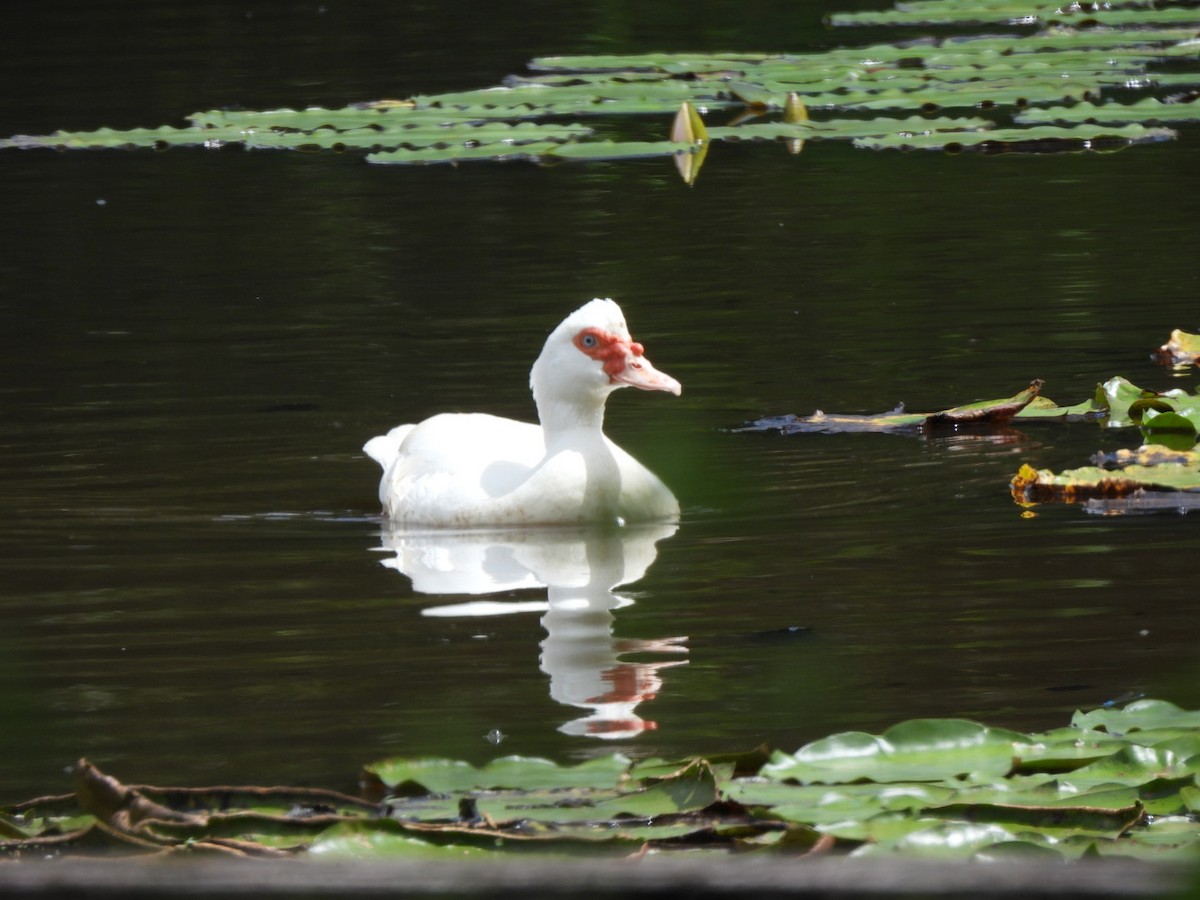 Muscovy Duck (Domestic type) - ML630831395