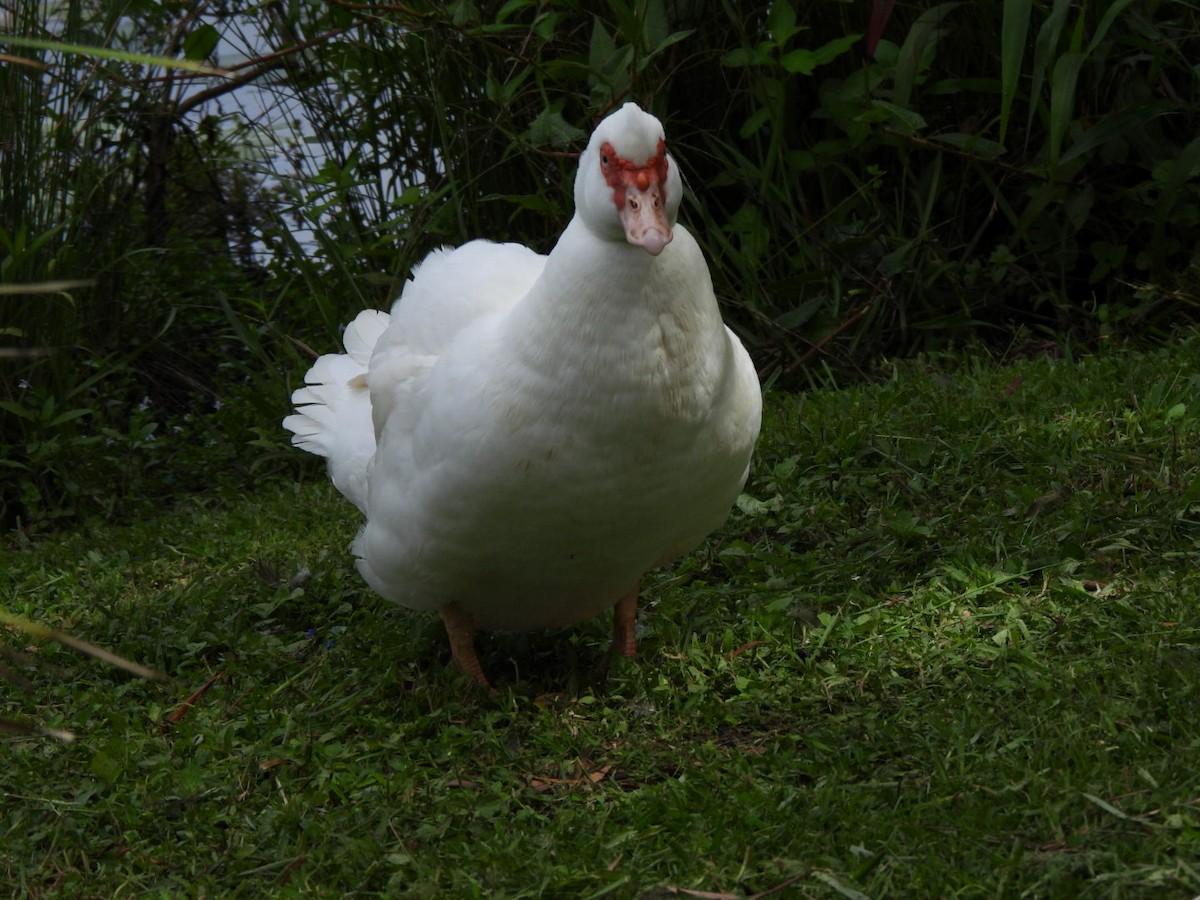 Muscovy Duck (Domestic type) - ML630831410