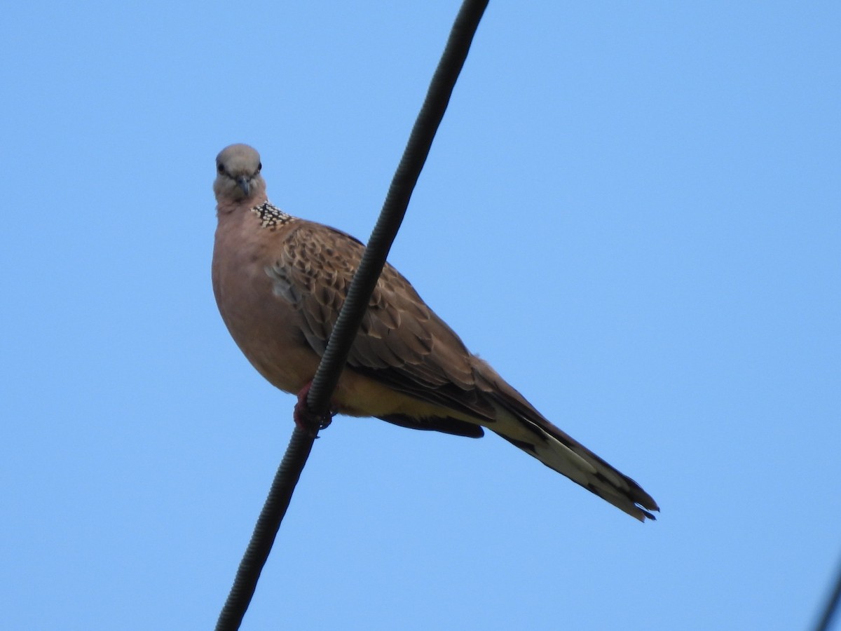 Spotted Dove - ML630831445