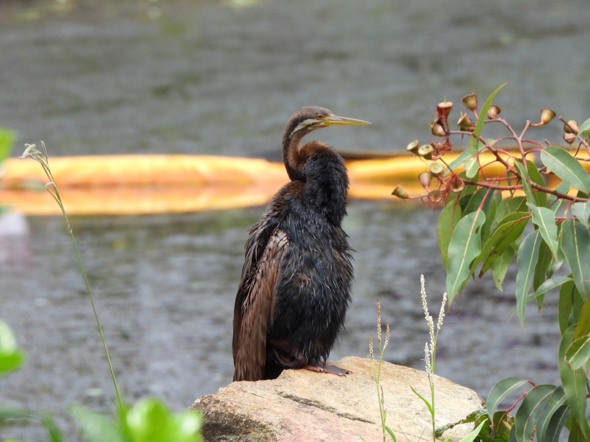 Australasian Darter - ML630831477