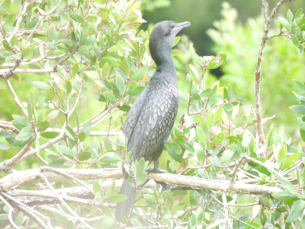 Little Black Cormorant - ML630831521