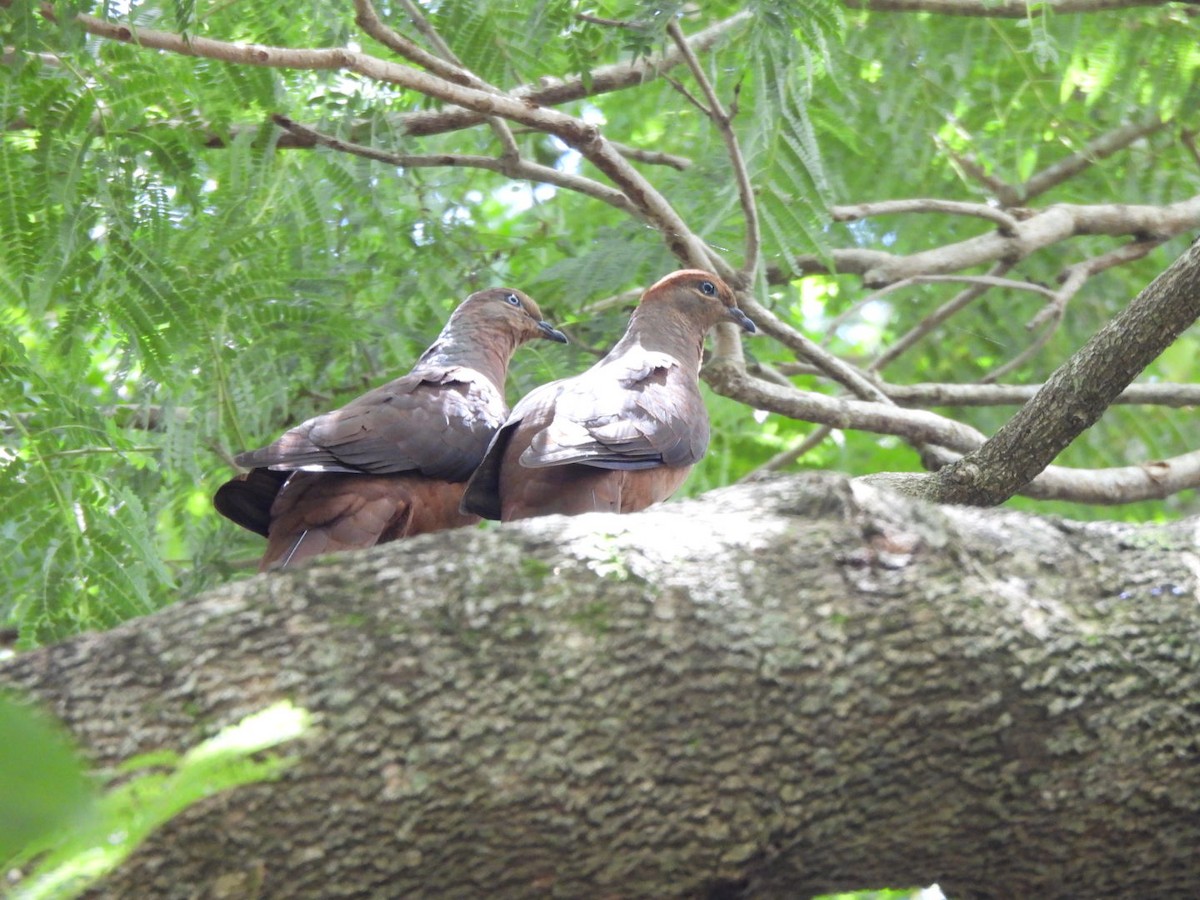 Brown Cuckoo-Dove - ML630831568