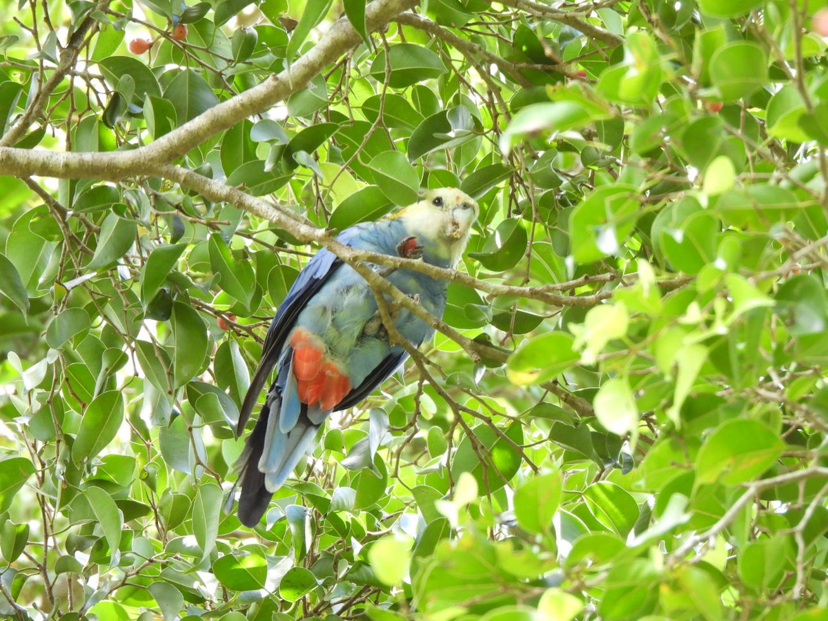 Pale-headed Rosella - ML630831618