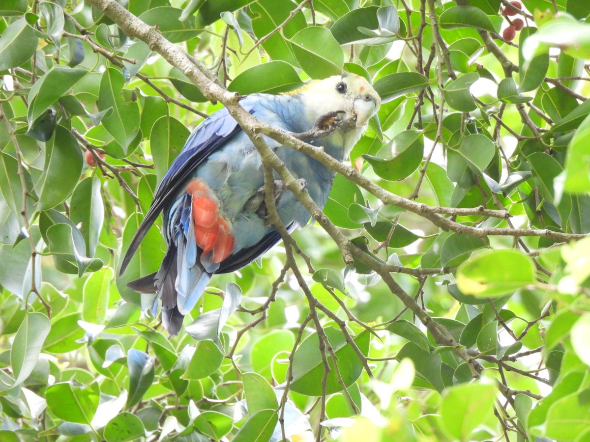 Pale-headed Rosella - ML630831639