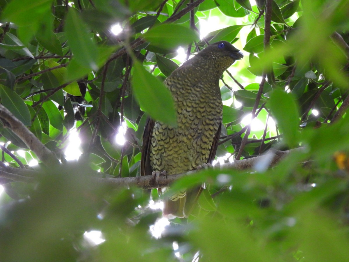 Satin Bowerbird - ML630831706
