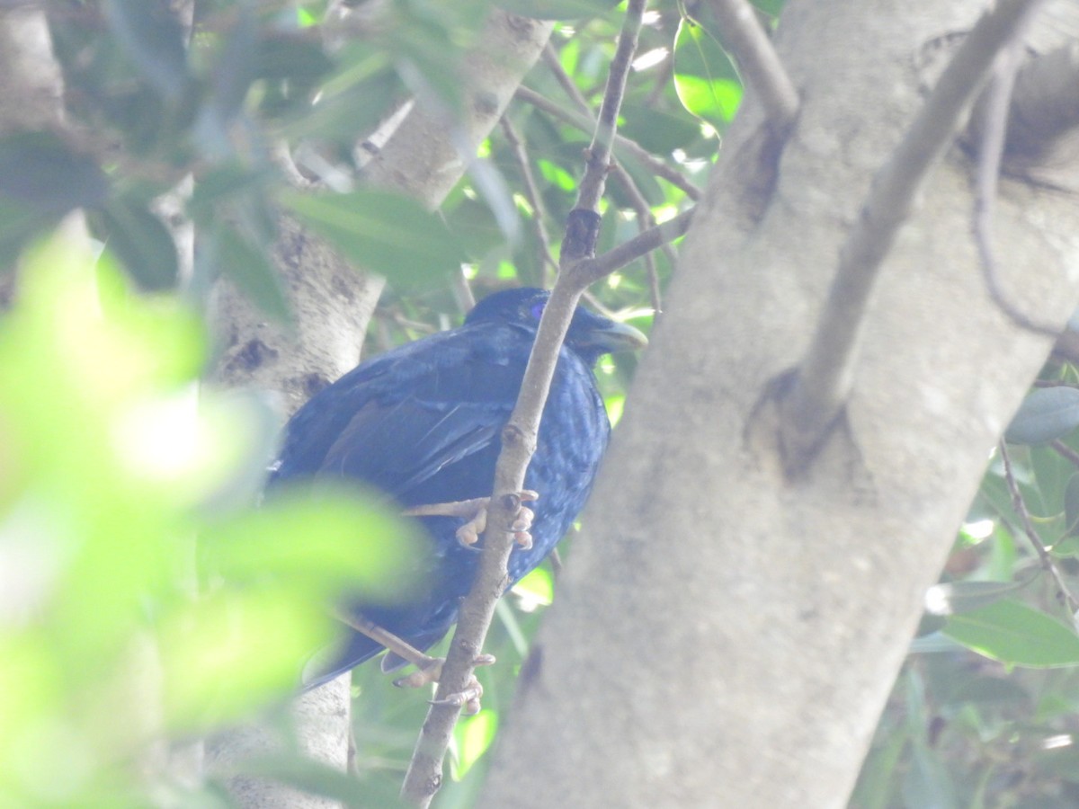 Satin Bowerbird - ML630831735