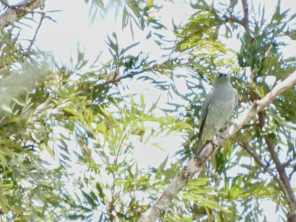 Barred Cuckooshrike - ML630831749