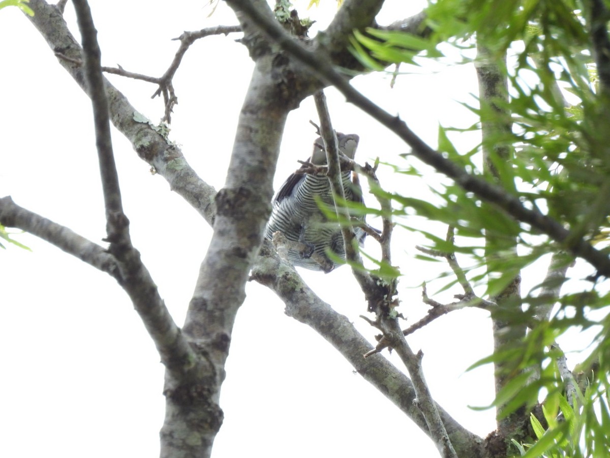 Barred Cuckooshrike - ML630831779
