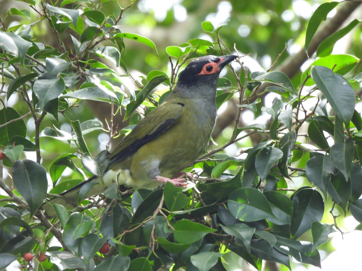 Australasian Figbird - ML630831785