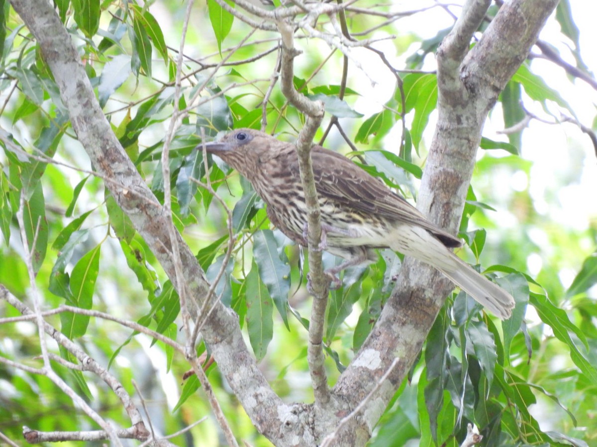 Australasian Figbird - ML630831807