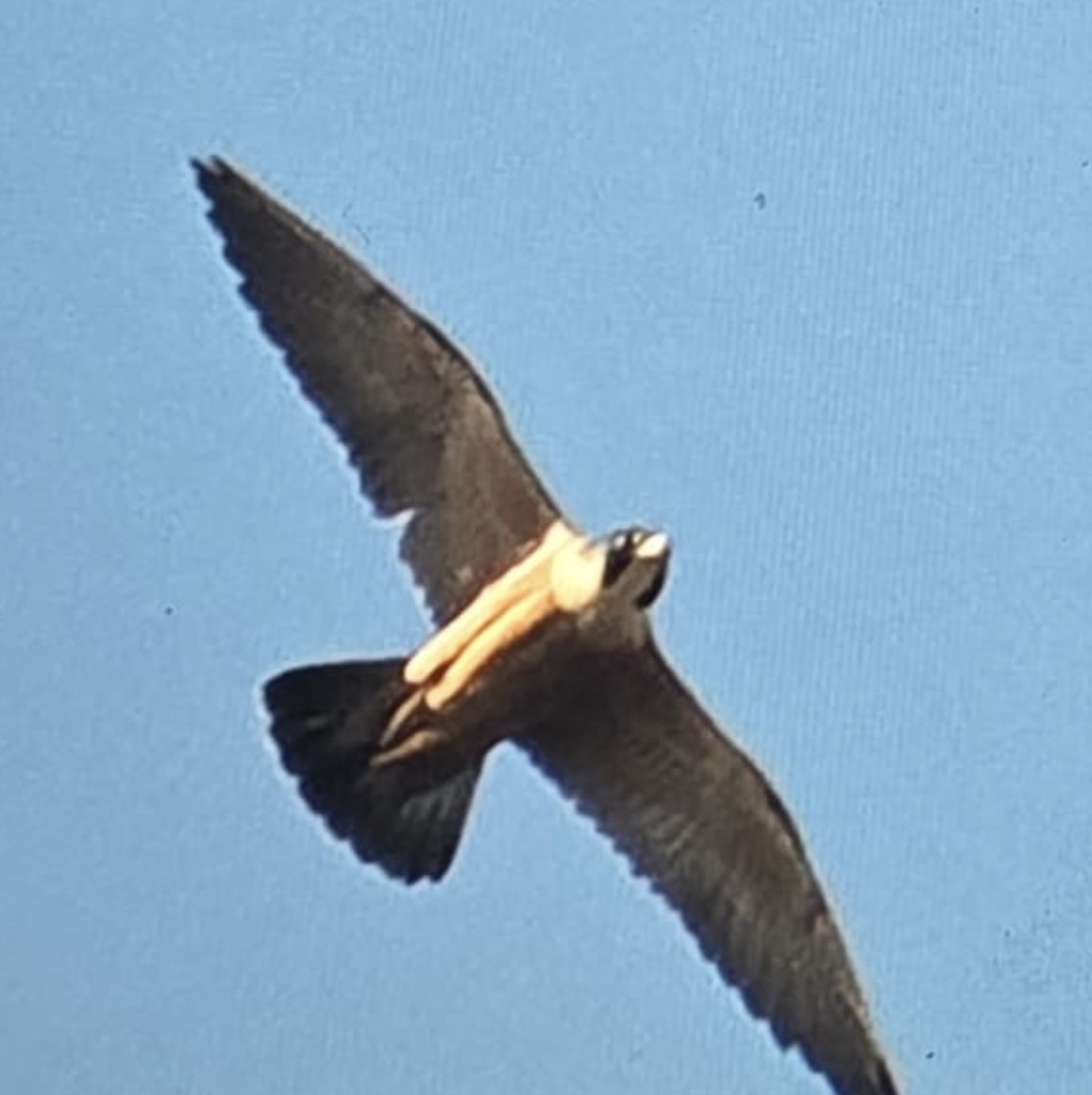 Peregrine Falcon (Shaheen) - ML630831810