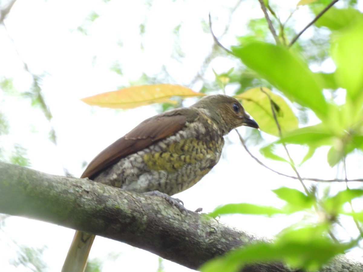 Satin Bowerbird - ML630831816