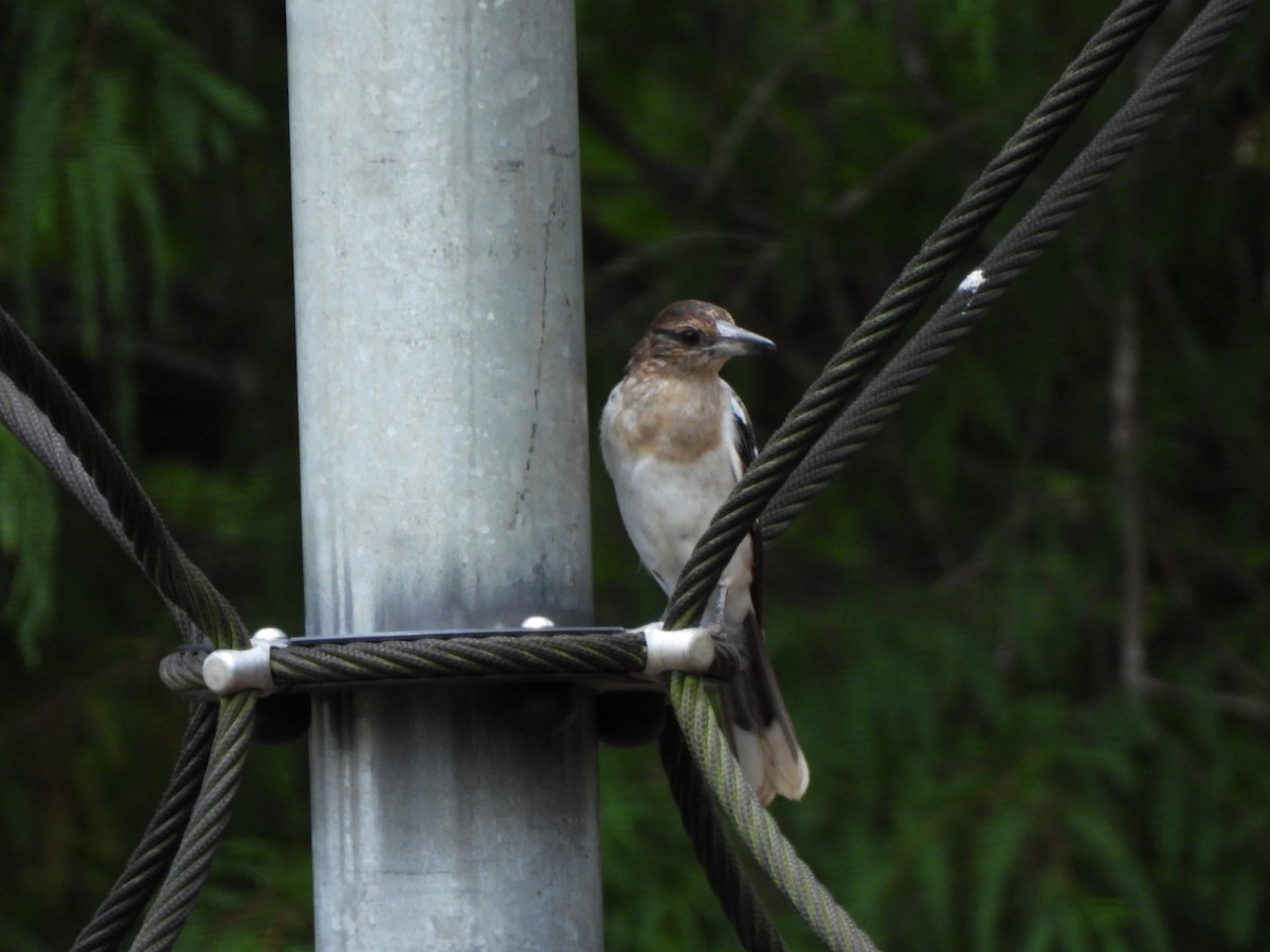 Pied Butcherbird - ML630831830