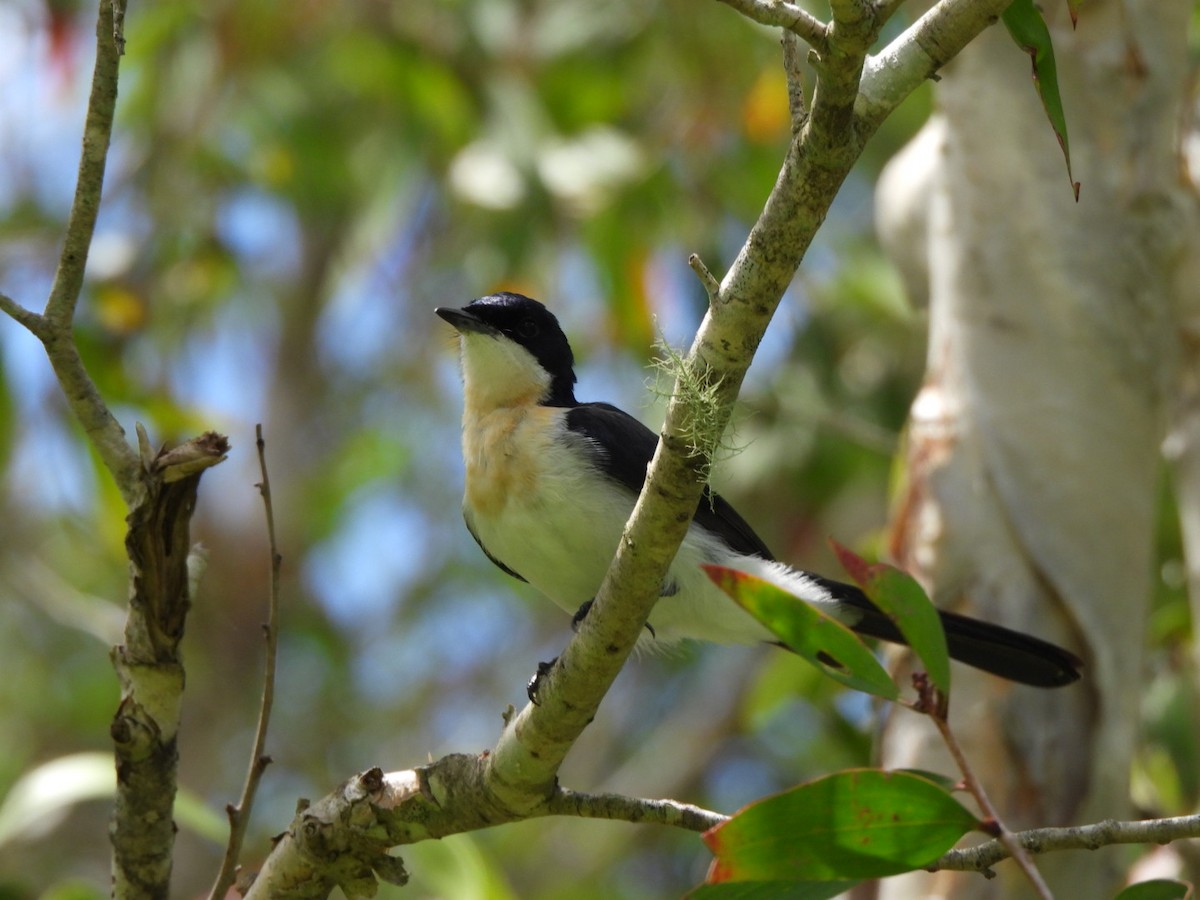 Restless Flycatcher - ML630831842