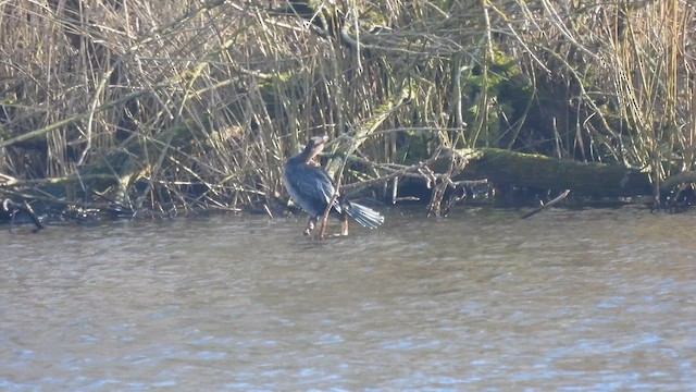Pygmy Cormorant - ML630832101