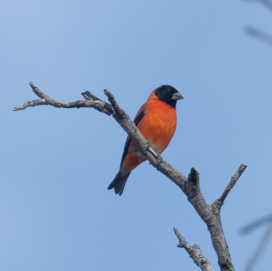 Red Siskin - ML630832281