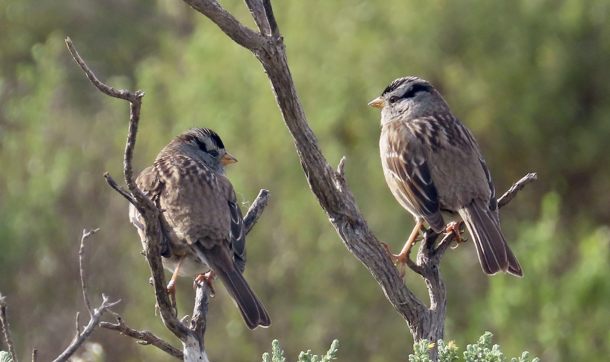 White-crowned Sparrow - ML630832498