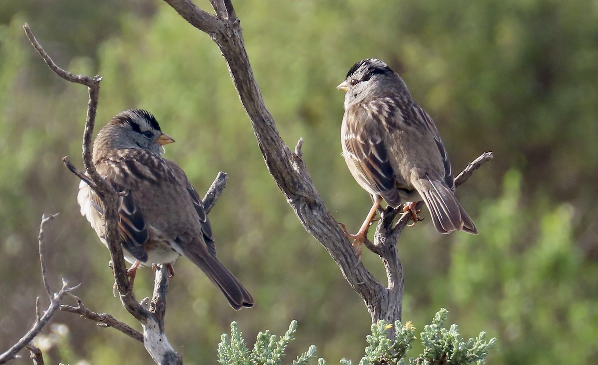 White-crowned Sparrow - ML630832501