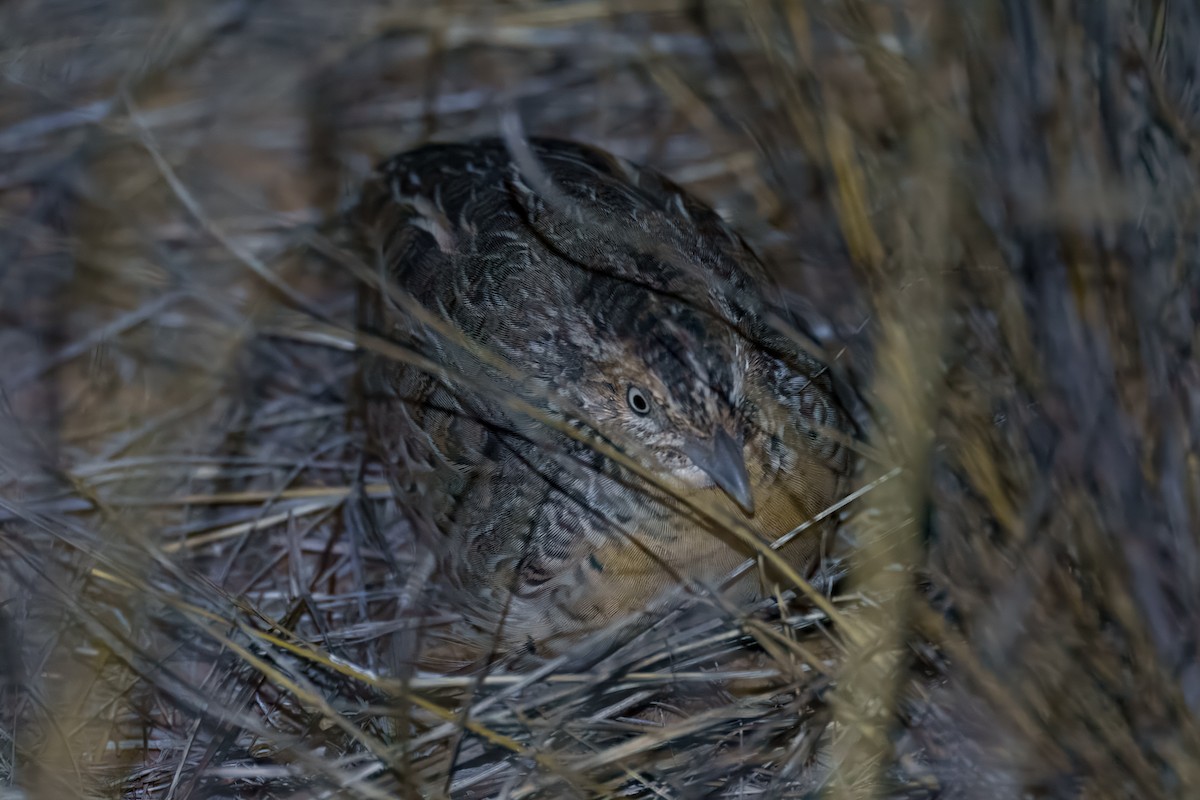 Red-chested Buttonquail - ML630832504
