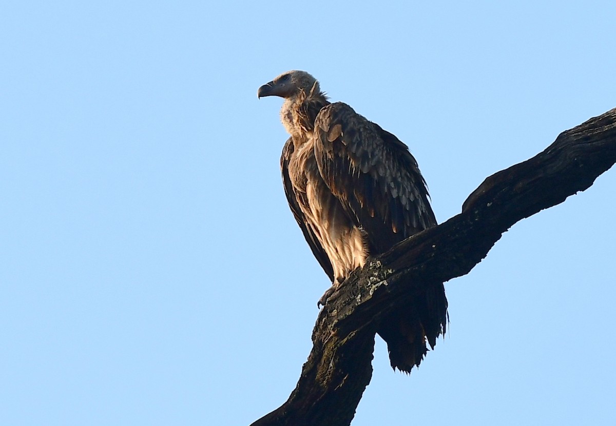 Himalayan Griffon - Ajoy Kumar Dawn