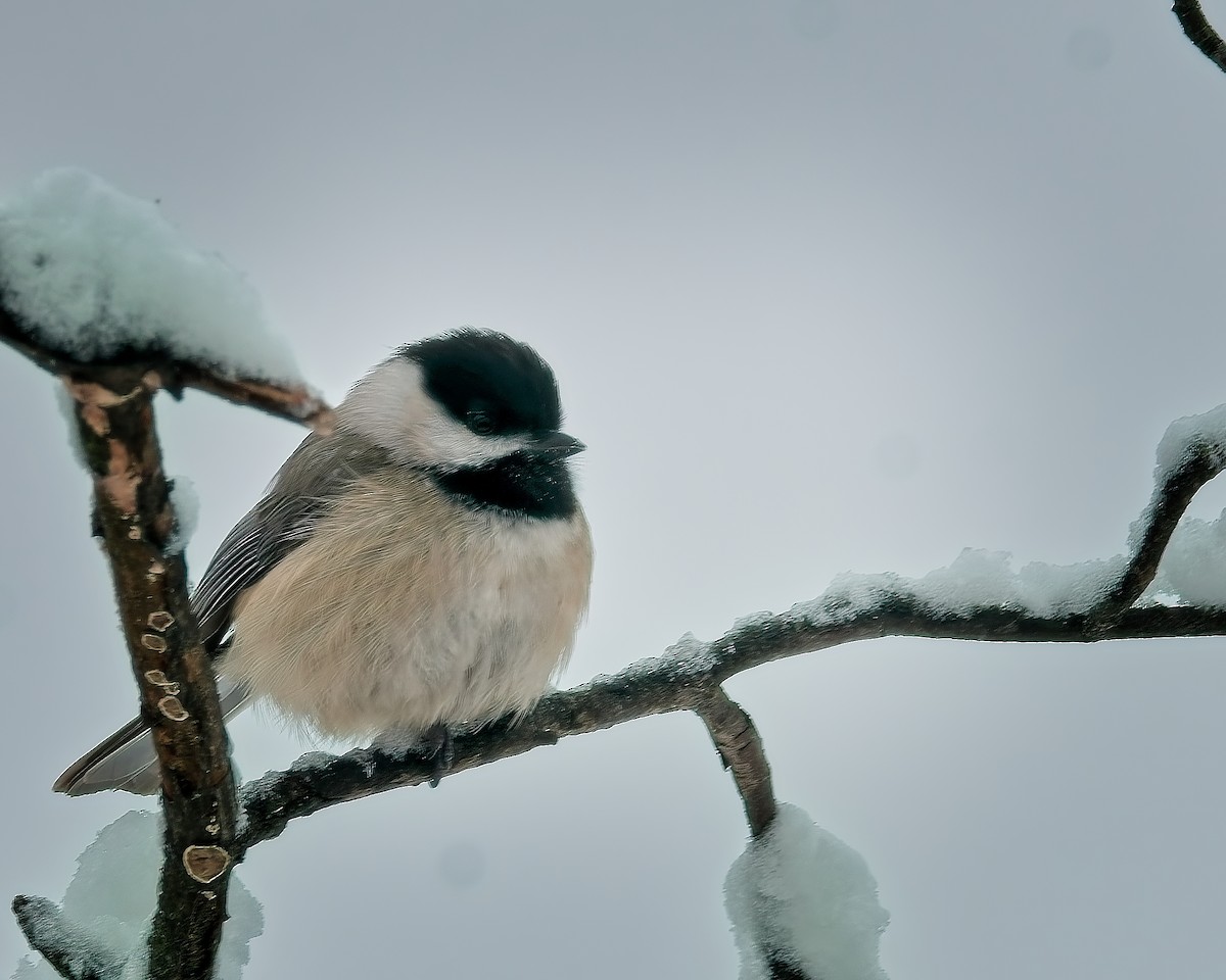 sýkora karolínská - ML630832575