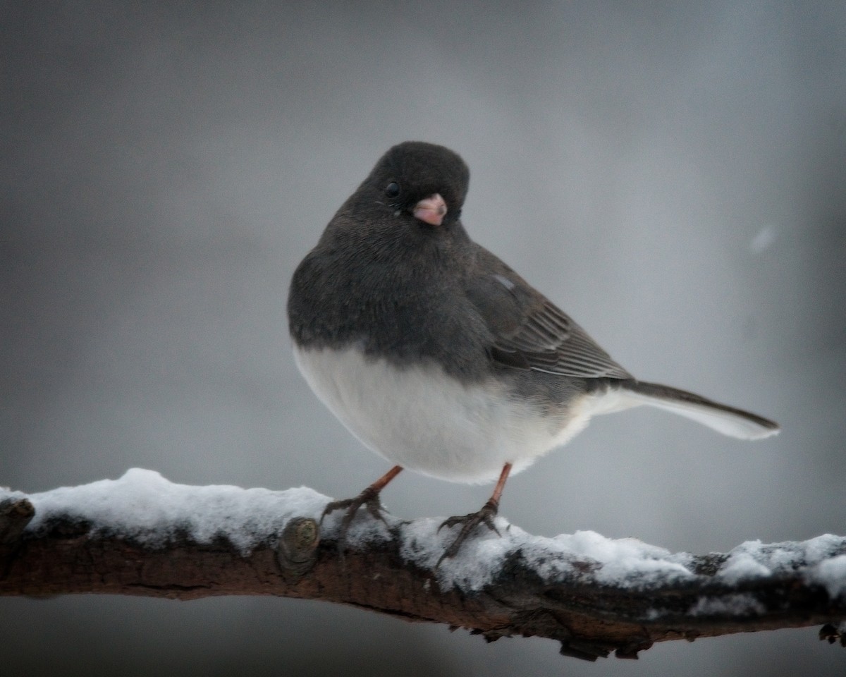 strnadec zimní - ML630832587