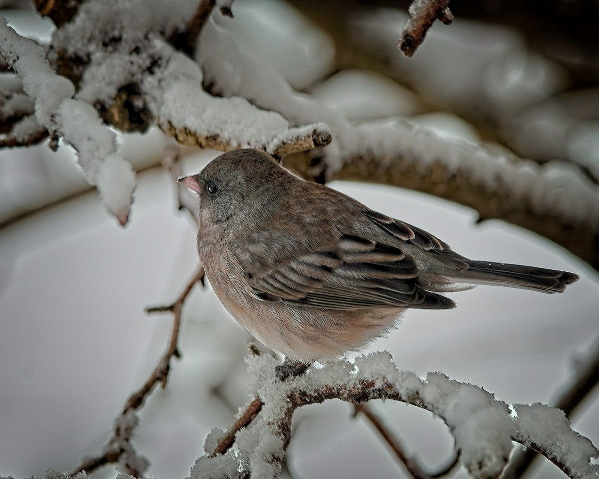 strnadec zimní - ML630832588