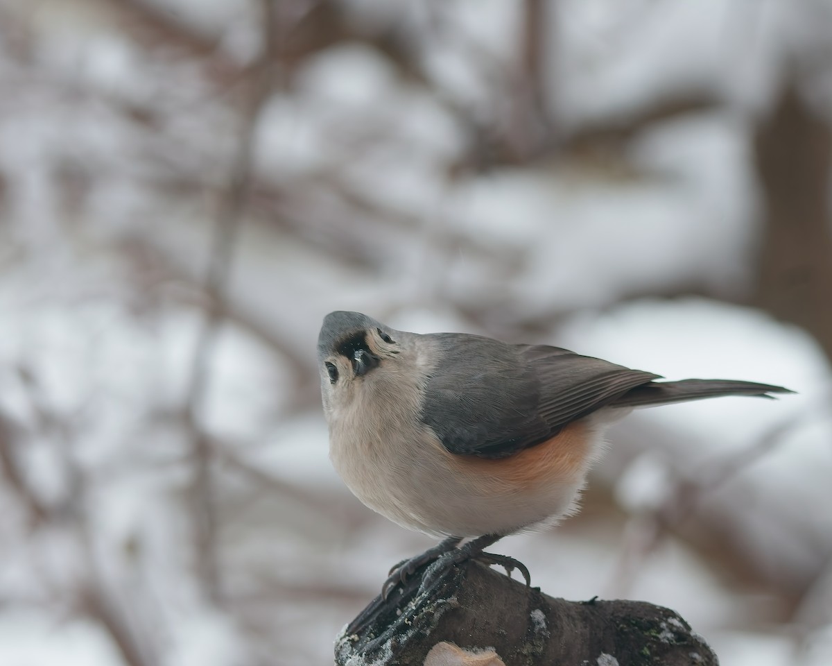 sýkora rezavoboká - ML630832600