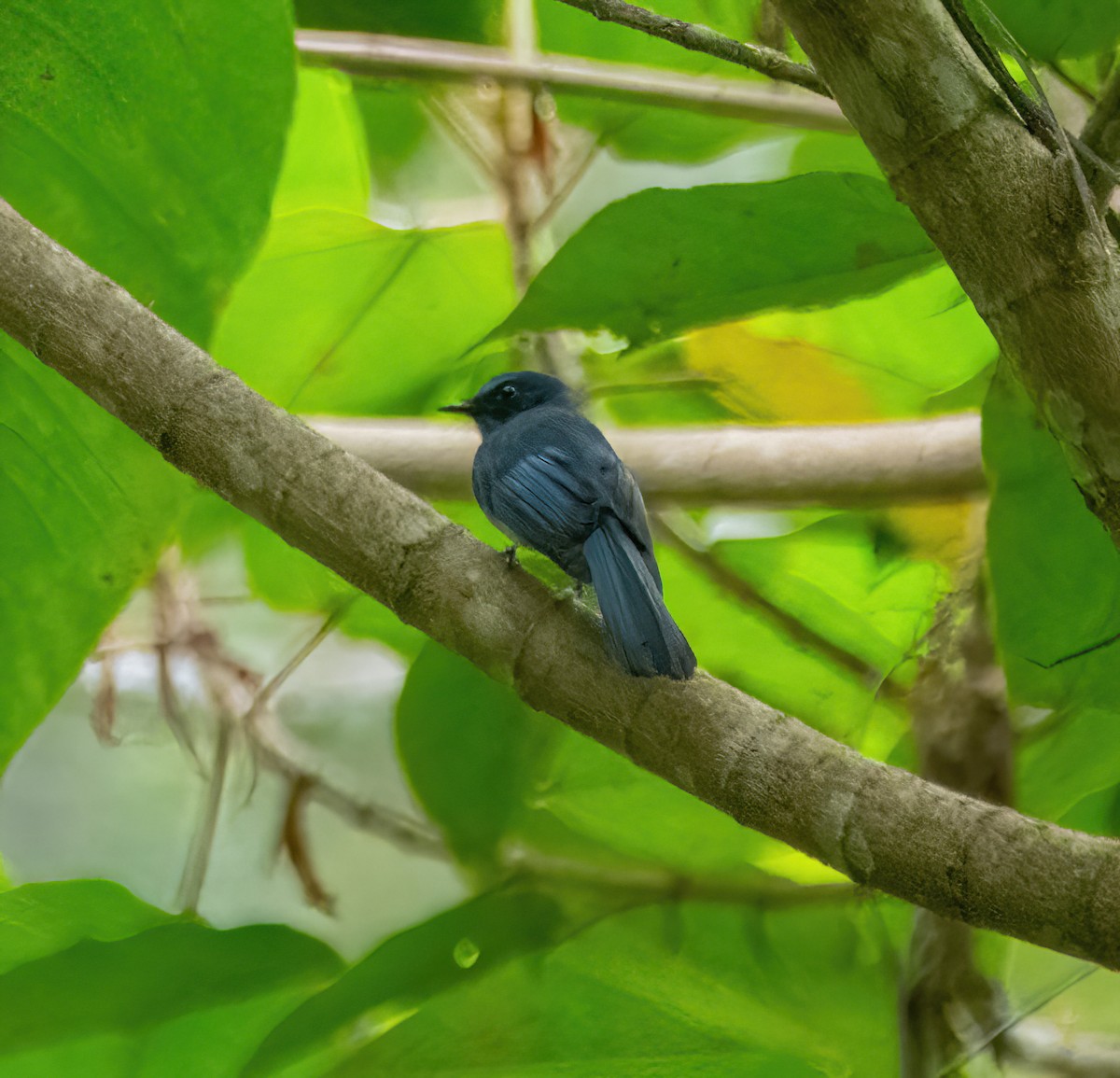 Mindanao Blue-Fantail - ML630832628