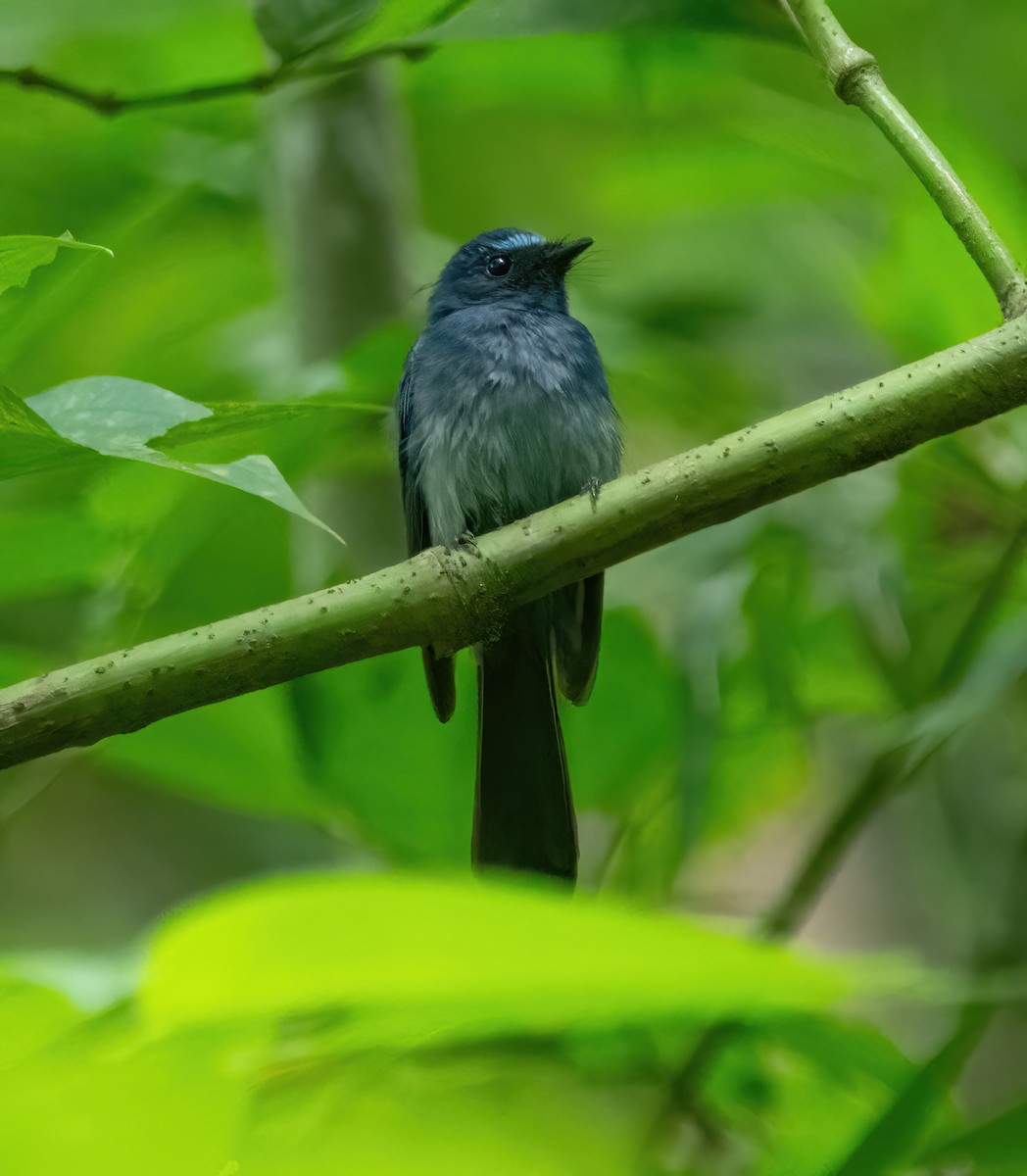 Mindanao Blue-Fantail - ML630832631