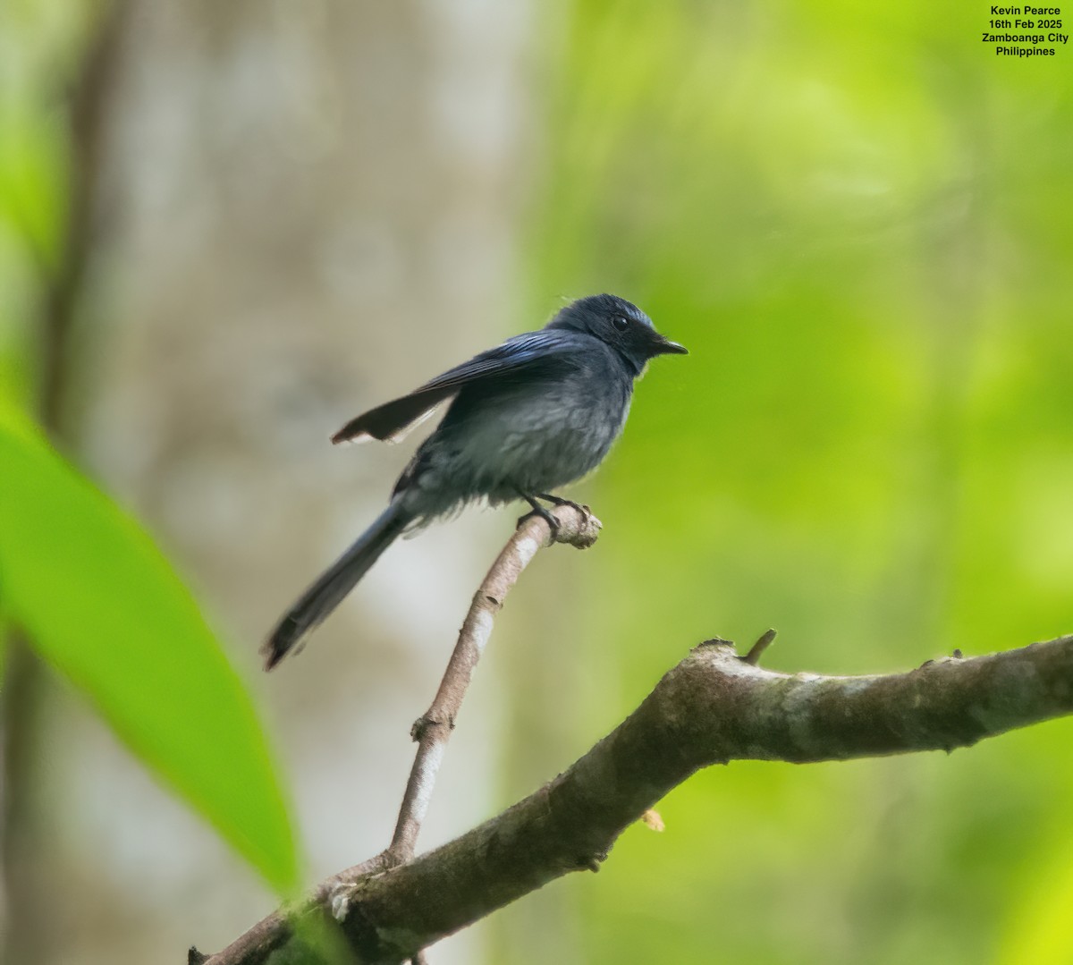 Mindanao Blue-Fantail - ML630832632