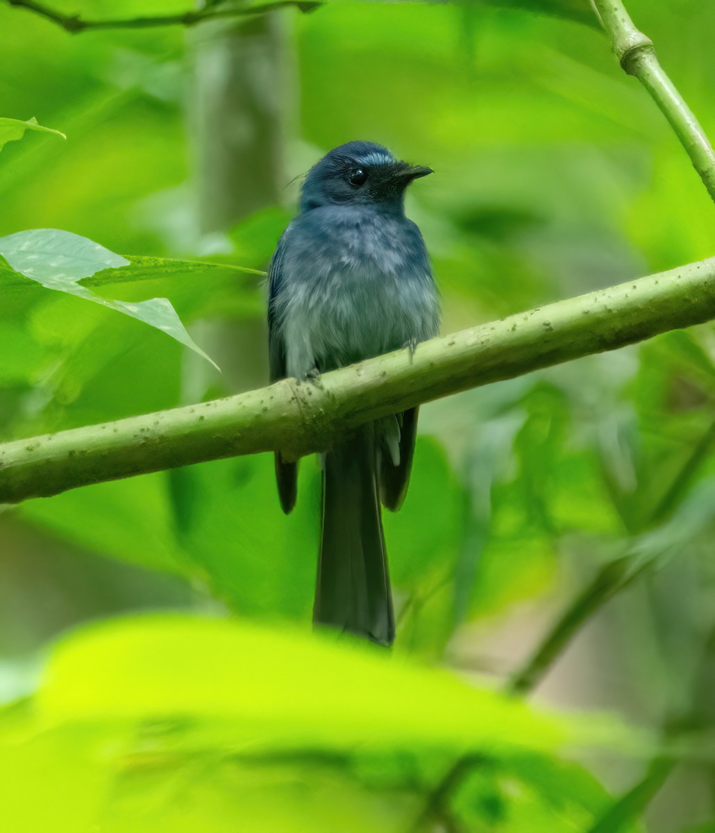 Mindanao Blue-Fantail - ML630832634
