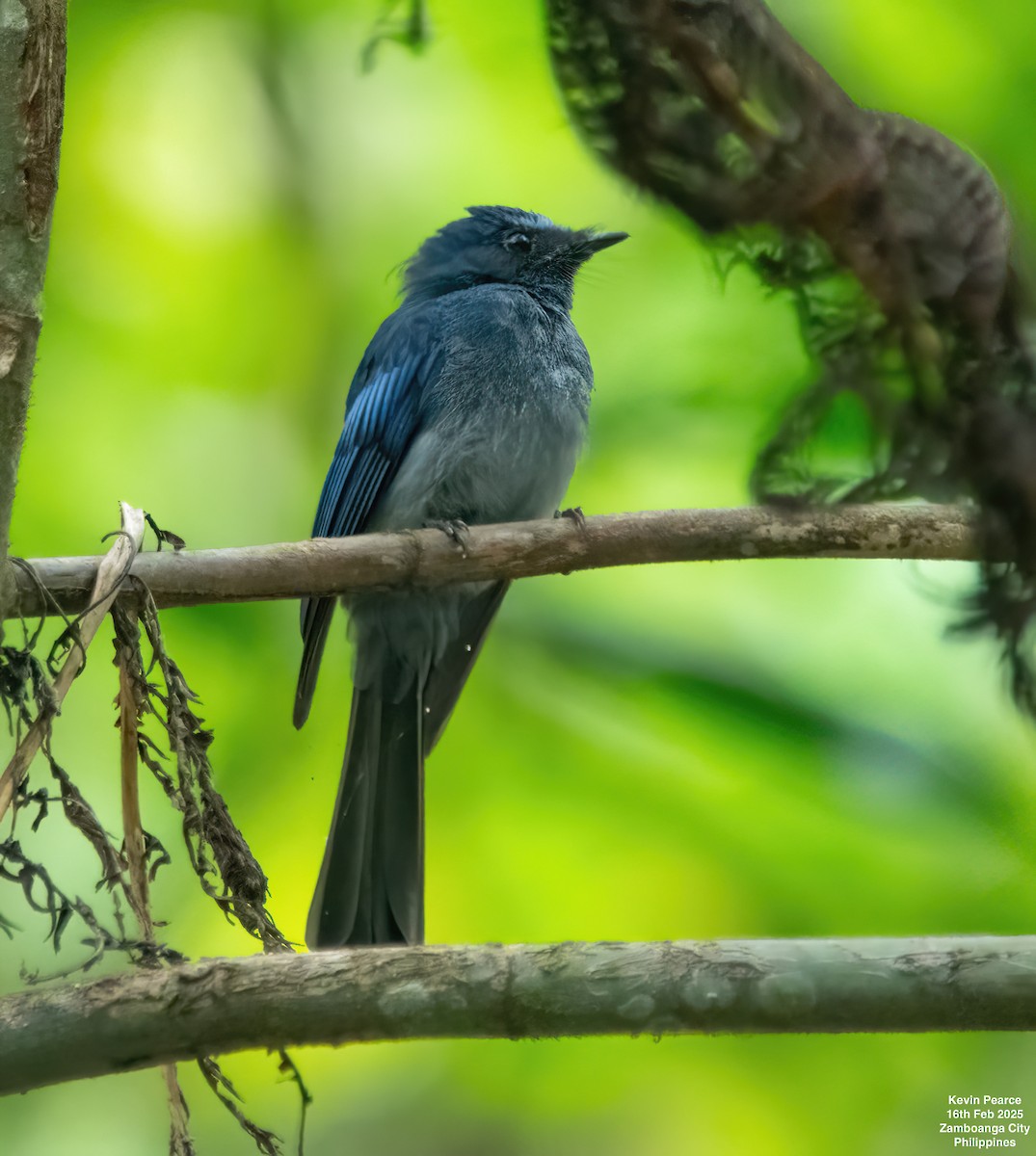 Mindanao Blue-Fantail - ML630832635