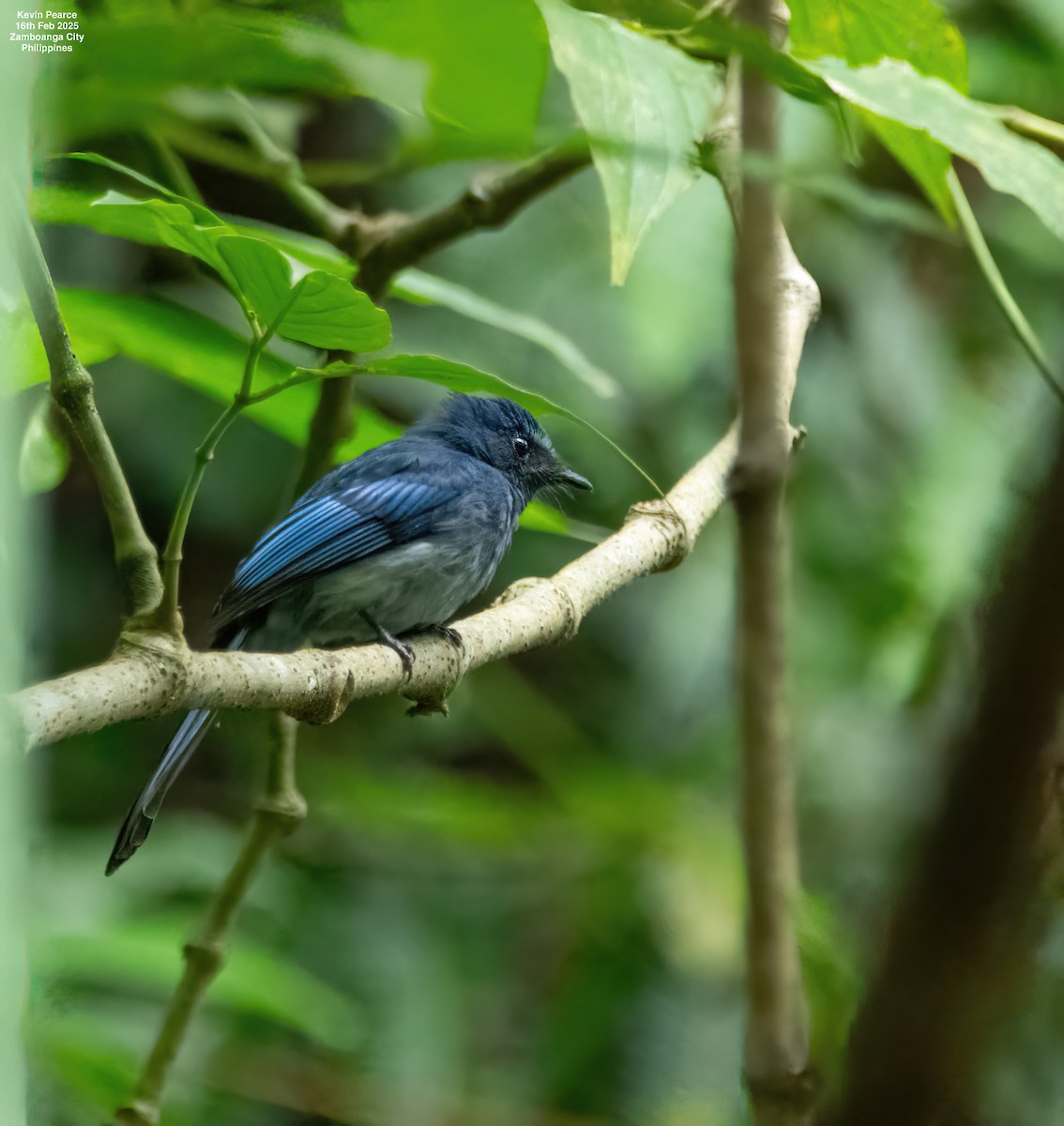 Mindanao Blue-Fantail - ML630832636