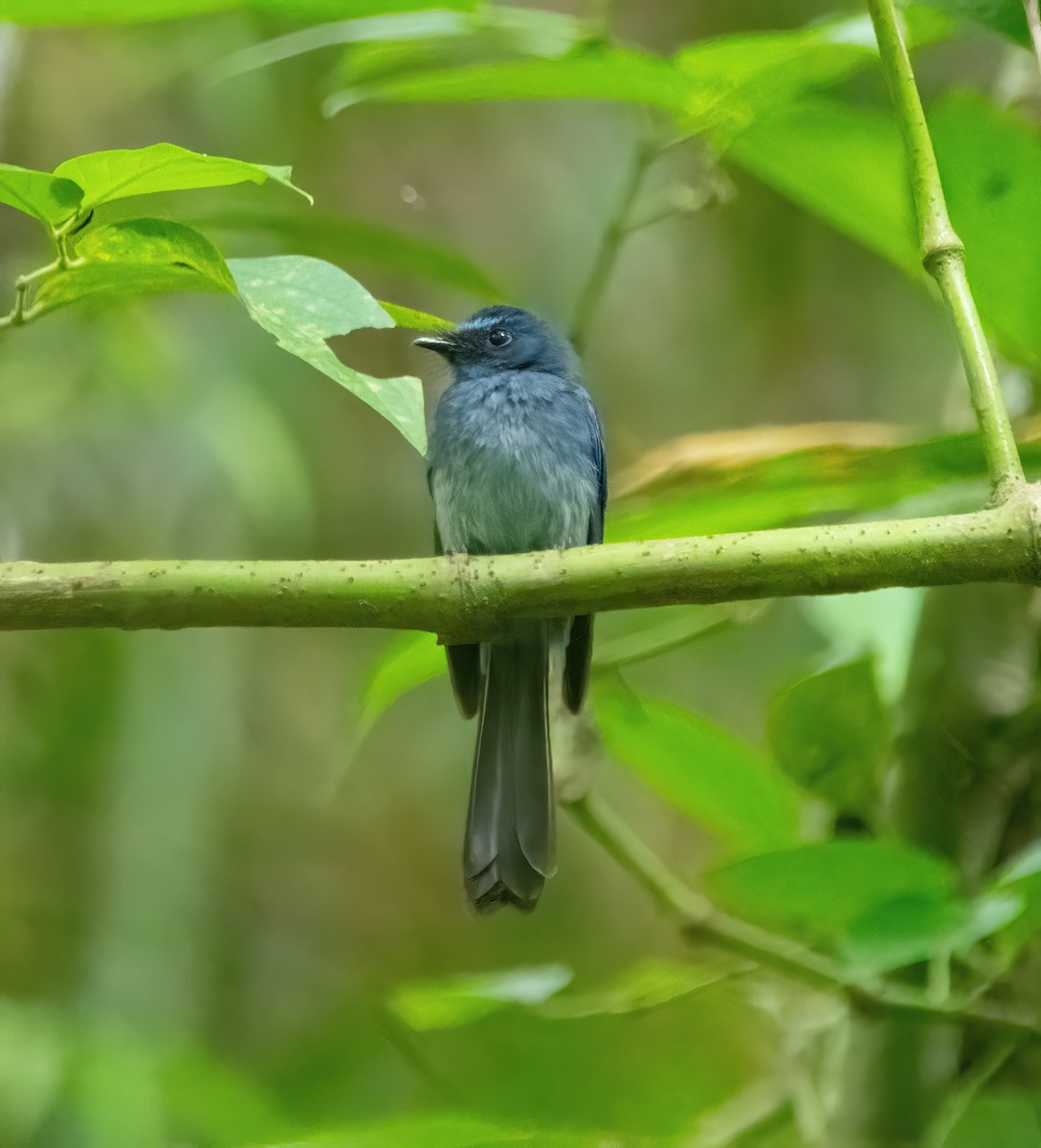 Mindanao Blue-Fantail - ML630832637