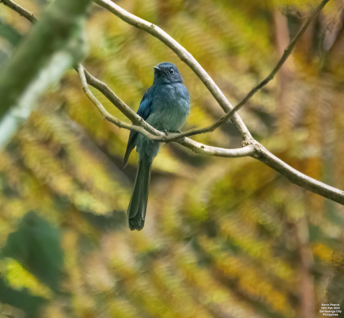 Mindanao Blue-Fantail - ML630832638