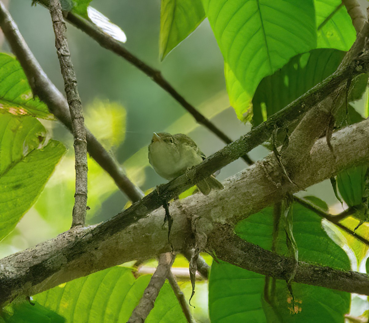 Philippine Leaf Warbler - ML630832660