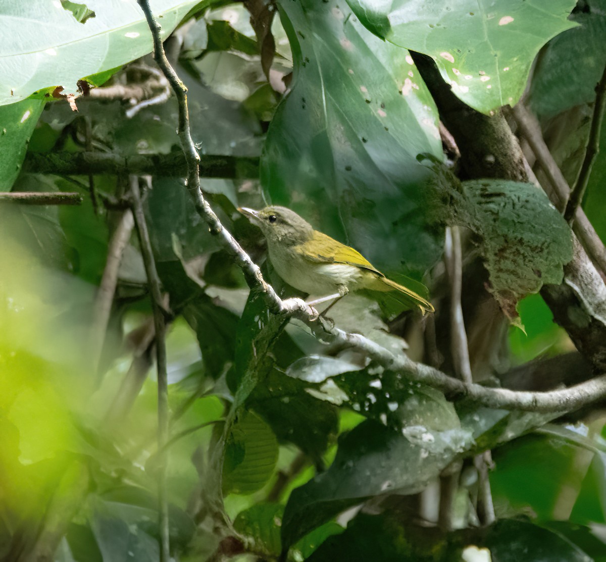 Philippine Leaf Warbler - ML630832661