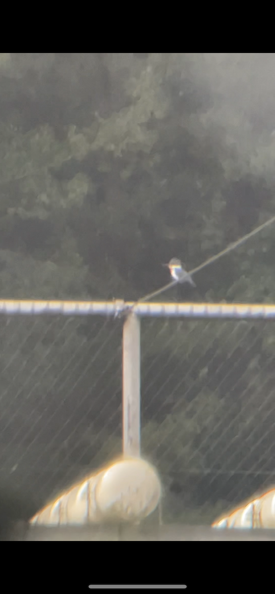 Belted Kingfisher - ML630832675