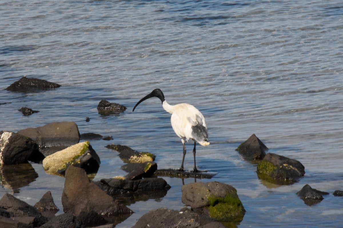 Australian Ibis - ML630832811