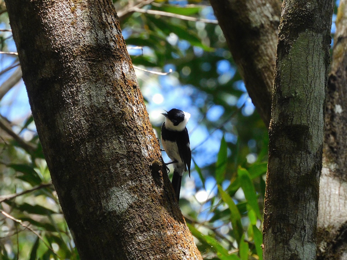 Pied Monarch - ML630832865
