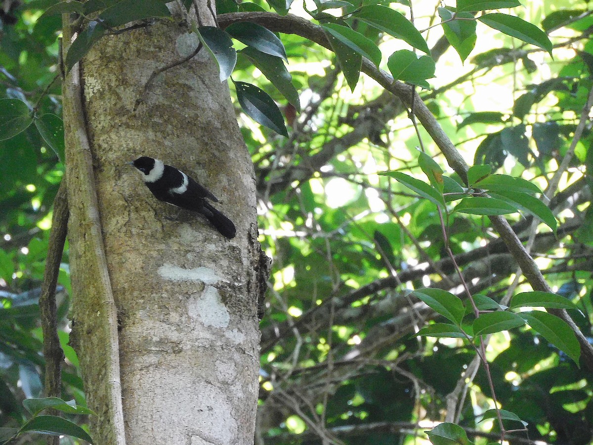 Pied Monarch - ML630832866