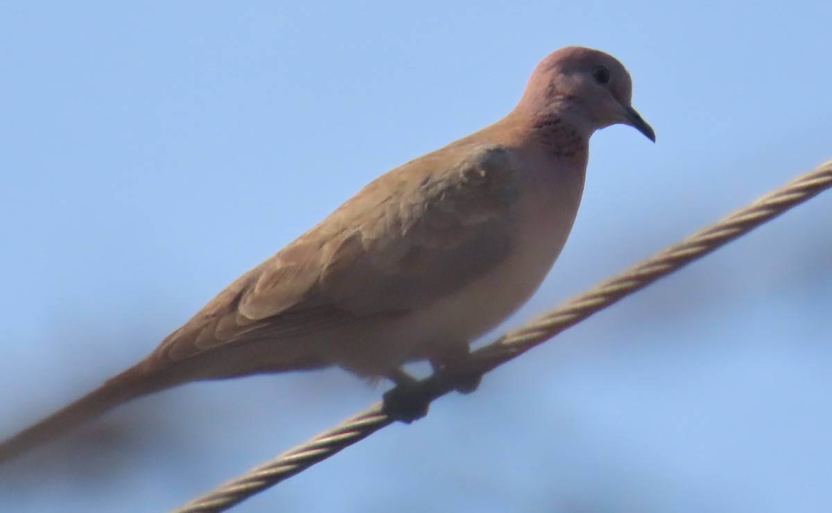 Usapal senegaldarra - ML630833115