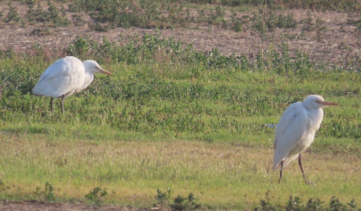 Eastern Cattle-Egret - ML630833125