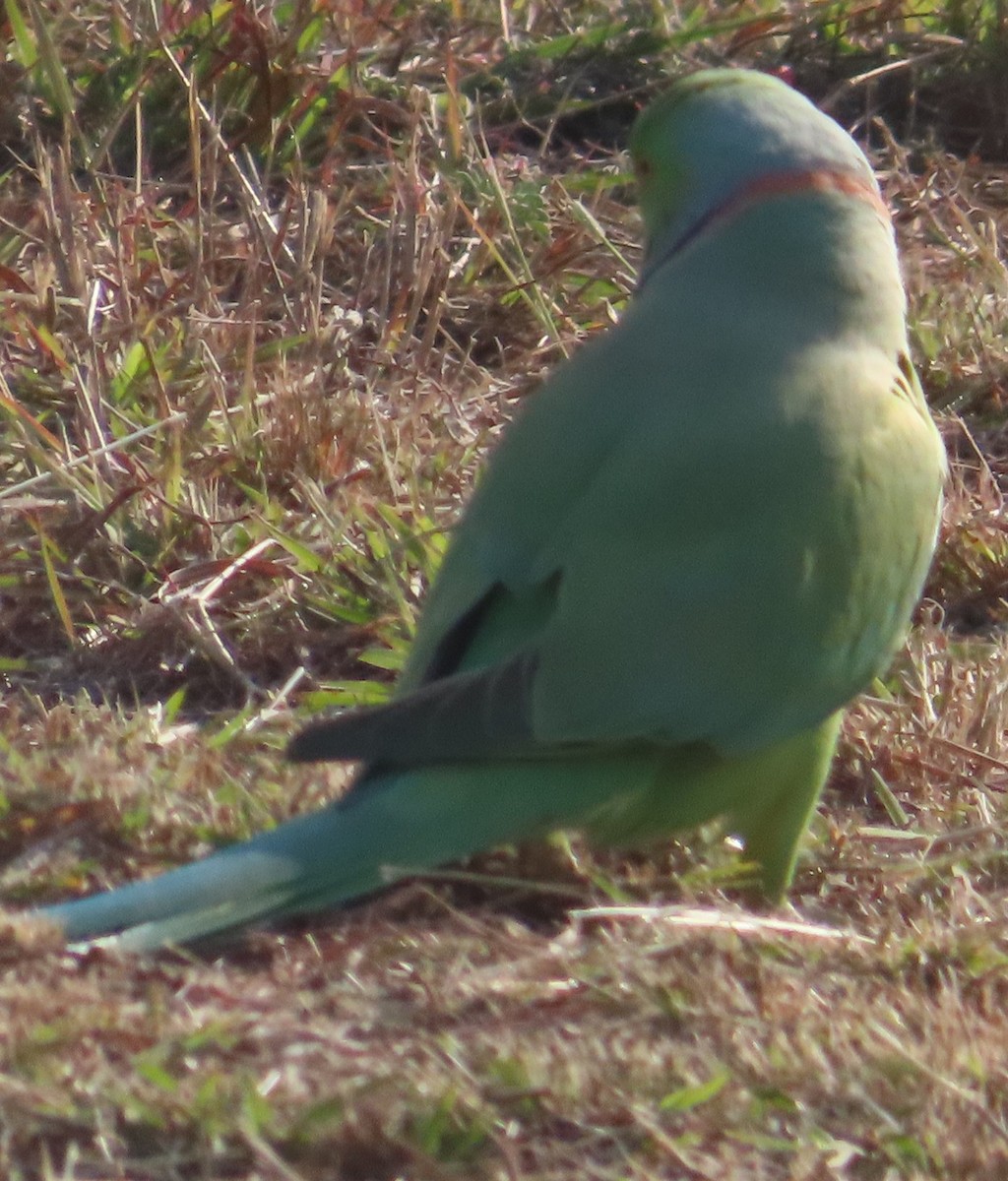 Papagai lepokoduna - ML630833132